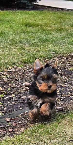 Yorkshire Terrier