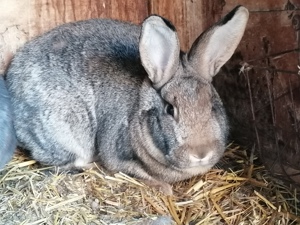 Kaninchen vom April 2024 männlich und weiblich z
