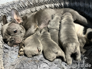 Französiche Bulldogge Welpen 
