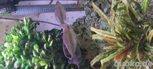 Fische zu verschenken 