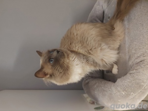 Heilige Birma Kater, Deckkater Bild 3