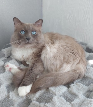 Heilige Birma Kater, Deckkater