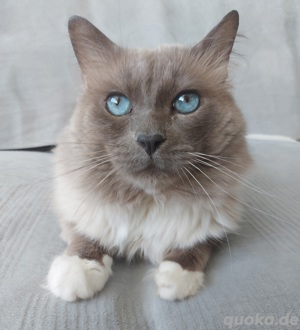 Heilige Birma Kater, Deckkater Bild 4