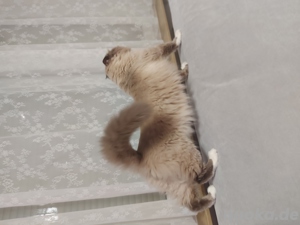 Heilige Birma Kater, Deckkater Bild 5