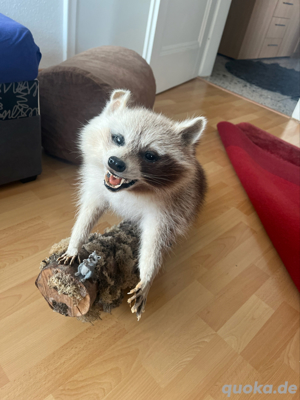 Waschbär Ausgestopft