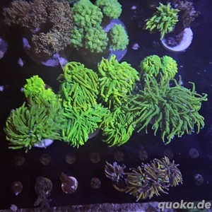 Euphyllia Holy Grail 1 Kopf 