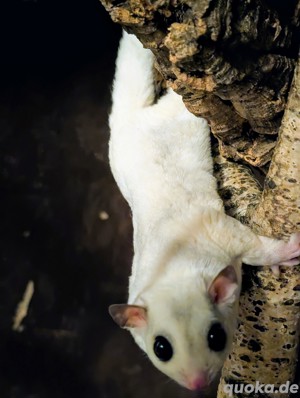 Sehr gut harmonierende Sugar Glider Gruppe 