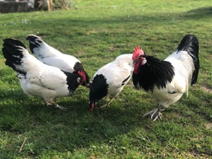 Bruteier großer Lakenfelder Hühner  Bild 10