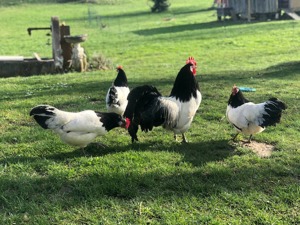 Bruteier großer Lakenfelder Hühner  Bild 8