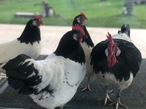 Bruteier großer Lakenfelder Hühner  Bild 5