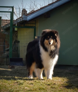Collie puppy(Rough Collie)