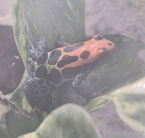 Ranitomeya amazonica "Arena Blanca"