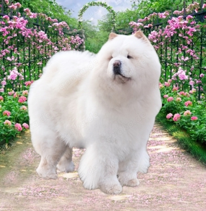 Chow-Chow Welpen 
