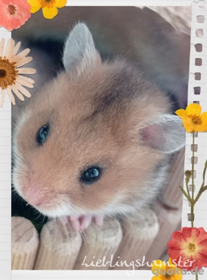 Handzahme Gold und Teddyhamster 