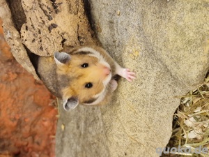 Syrische Hamster (Mesocricetus auratus) 