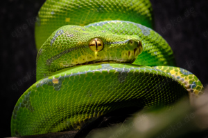 Morelia viridis "sorong" (Grüner Baumpython), NZ'23