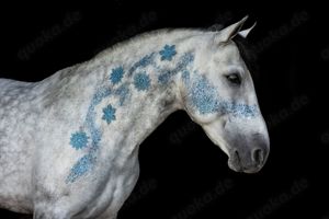 Traumpferd Hermoso MGD sucht sein neues Zuhause!