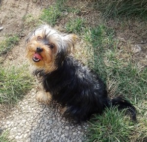 Yorkshire-Terrier-Mischling-Welpen
