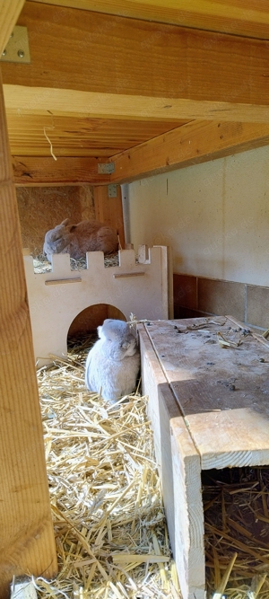 Zwergkaninchen Weiblich, Männlich, jünger , älter 