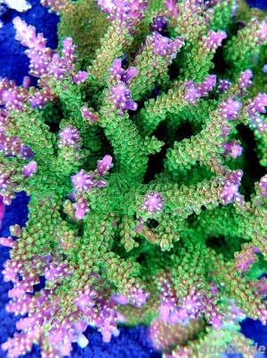 acropora ableger sps meerwasser korallen