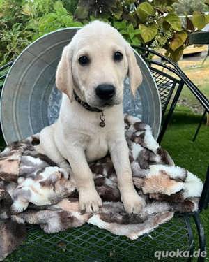 Labrador Retriever Welpen zur Adoption  Bild 2