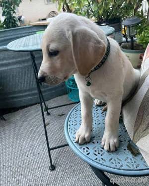 Labrador Retriever Welpen zur Adoption  Bild 3