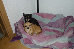 Chihuahua Hunde Bild 10