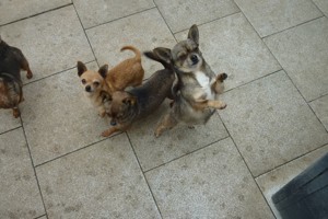Chihuahua Hunde Bild 2