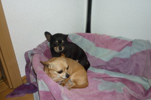 Chihuahua Hunde Bild 5