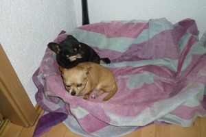Chihuahua Hunde Bild 9