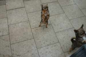 Chihuahua Hunde Bild 4