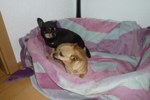 Chihuahua Hunde Bild 6