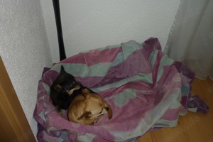 Chihuahua Hunde Bild 8
