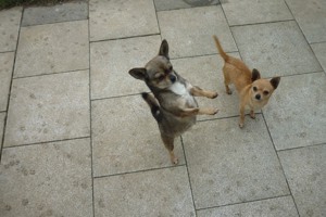 Chihuahua Hunde Bild 7