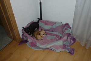 Chihuahua Hunde Bild 3