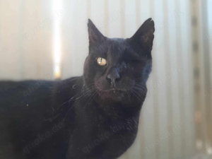 Filotitis, ruhiger Senior, ca. 9 Jahre *FIV+* *einäugig*