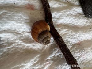 Achatschnecken