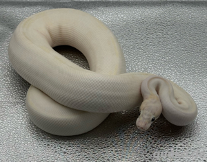 Ivory Pastel 0,1 Königspython 