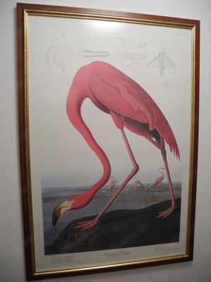 Dekorativer Druck - American Flamingo