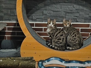 katze kater bengal mix 