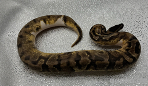 enchi Piebald 1,0 Königspython
