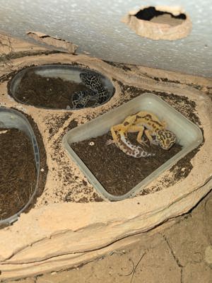 Leopardgeckos 2 stk  mit allem zubehör