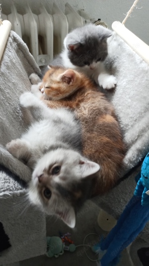 3 kitten Katzen babies Bild 2