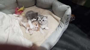 3 kitten Katzen babies