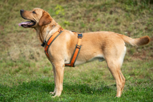Mr. Sam, 4 Jahre - Labrador - Tierhilfe Franken e.V. Bild 6