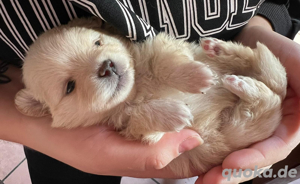 Pomeranian Welpen