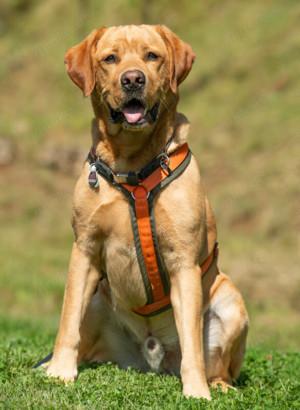 Mister Sam - 4 Jahre - Labrador - Tierhilfe Franken e.V. Bild 5