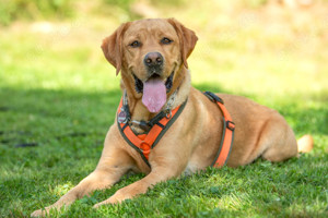 Mr. Sam, 4 Jahre - Labrador - Tierhilfe Franken e.V. Bild 7