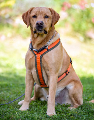 Mr. Sam, 4 Jahre - Labrador - Tierhilfe Franken e.V. Bild 4