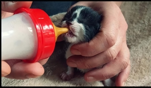 Hilfe für Katzenbabys